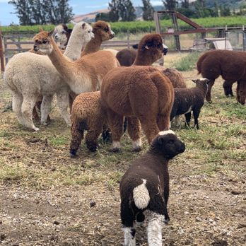 Sonoma Lavender BnB Farm - The little sheep in the farm - Attraction Farms Near Me Sonoma Lavender BnB Farm - The little sheep in the farm - Attraction Farms Near Me