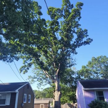 Scorpion Tree Services - Tree Services Near Me - Lindenwold, New Jersey Scorpion Tree Services - Tree Services Near Me - Lindenwold, New Jersey
