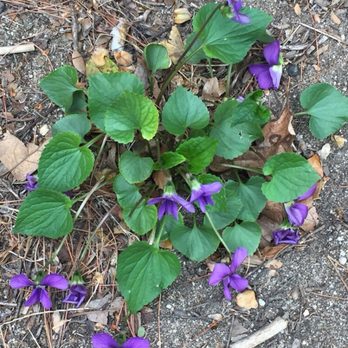 Steve Brill Tour - Violets. Yes they're edible too! 5-6-2018 - Tours Near Me - New Rochelle, New York