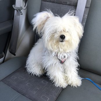 Paw Prints Salon - Before- he's a real dog I promise - Pet Groomers Near Me - Union City, California