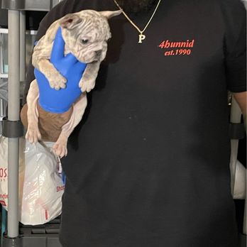 Value Bulls - English bulldog - Pet Transportation Near Me Value Bulls - English bulldog - Pet Transportation Near Me