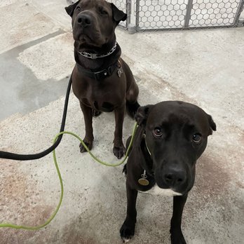 Matan Dog Training - Pet Training Near Me - Thousand Oaks, California Matan Dog Training - Pet Training Near Me - Thousand Oaks, California