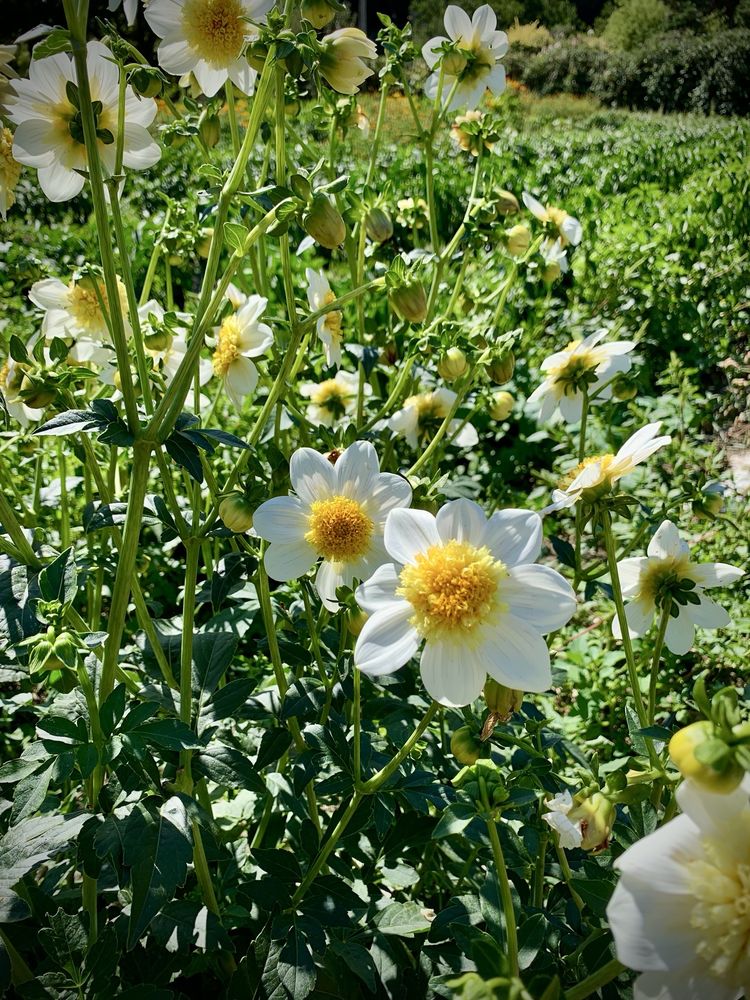 Flood Plain Produce Logo