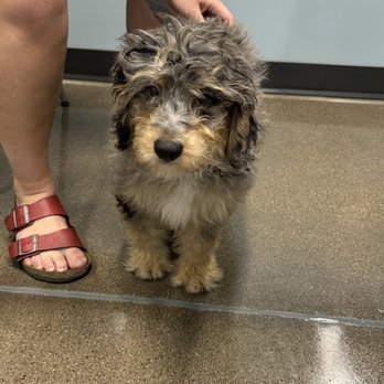 PetWellClinic - Ahwatukee - Veterinarians Near Me - Phoenix, Arizona PetWellClinic - Ahwatukee - Veterinarians Near Me - Phoenix, Arizona