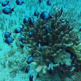 Ed Robinson's Diving Adventures - Boating Near Me - Kihei, Hawaii