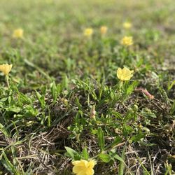 Paynes Prairie Preserve State Park