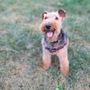 Photo of Designer Paws Salon - Upper Arlington