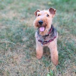 Designer Paws Salon - Upper Arlington - Freshly groomed Welsh Terrier