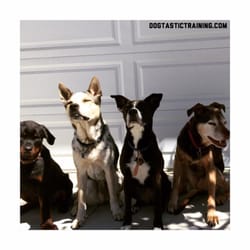Dogtastic Training - Working on stay with distractions (close proximity to other dogs and other outside distractions).