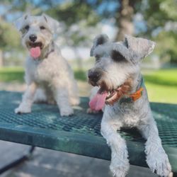 Coco Garza and Astro Vazquez in the park