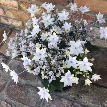 Sloat Garden Center - Diane's Shooting Star hydrangea June 2017 - Nurseries & Gardening Near Me - Danville, California Sloat Garden Center - Diane's Shooting Star hydrangea June 2017 - Nurseries & Gardening Near Me - Danville, California