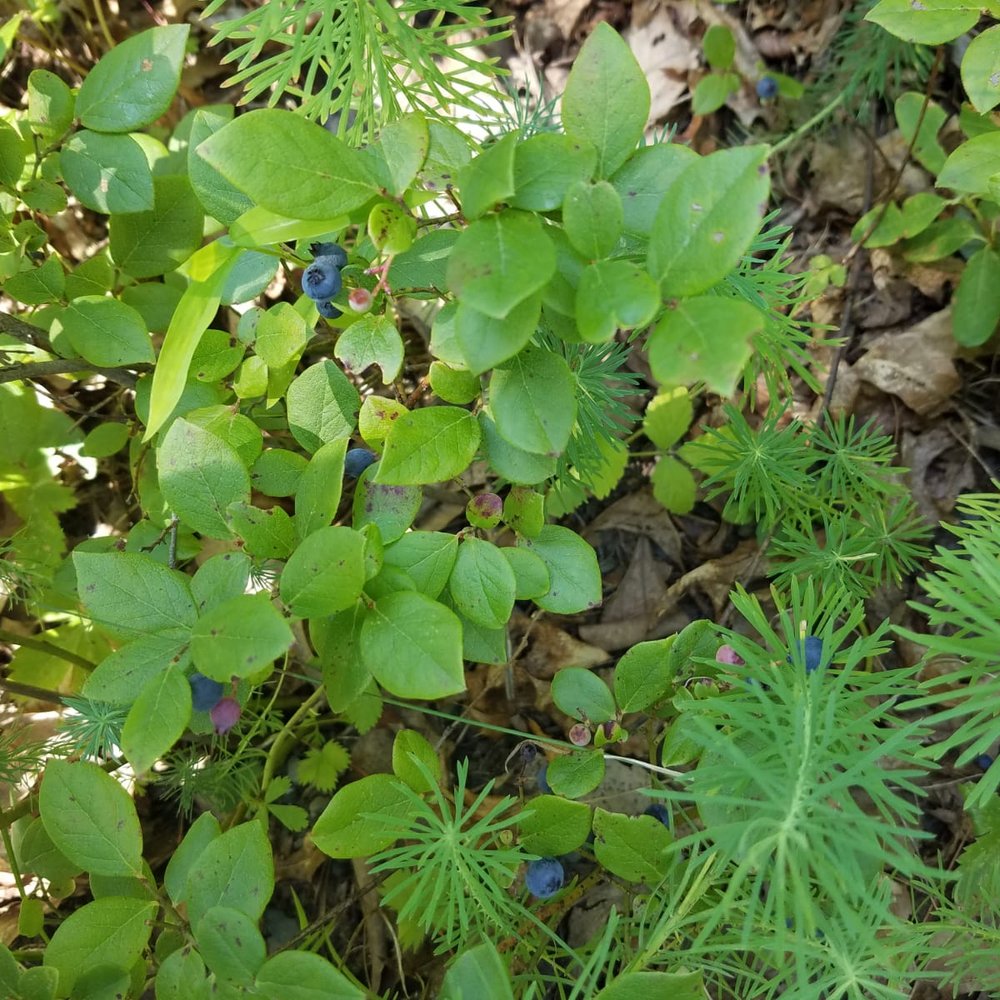 Buttermilk Falls - Wild Blueberries on Buttermilk Falls Trail in NJ - Hiking Near Me - Walpack Township, New Jersey Buttermilk Falls - Wild Blueberries on Buttermilk Falls Trail in NJ - Hiking Near Me - Walpack Township, New Jersey