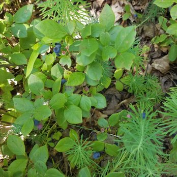 Buttermilk Falls - Wild Blueberries on Buttermilk Falls Trail in NJ - Hiking Near Me - Walpack Township, New Jersey