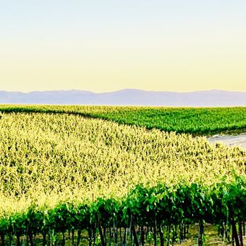 Matchbook Wine Company - Fields - Wineries Near Me - Zamora, California Matchbook Wine Company - Fields - Wineries Near Me - Zamora, California