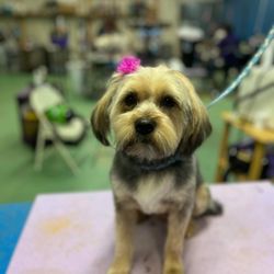 Lavonia Pet Salon