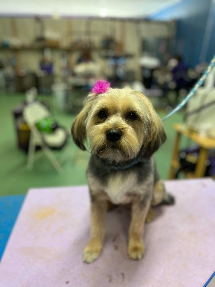 Lavonia Pet Salon Image