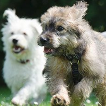Everett Veterinary Hospital - Veterinarians Near Me - Everett, Washington