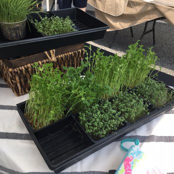Bethany Beach Farmers Market  - Farmers Market Near Me - Bethany Beach, Delaware