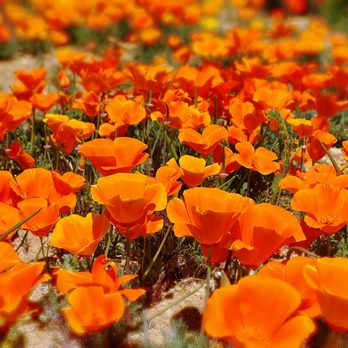 Walker Canyon Ecological Reserve - Wildlife Hunting Ranges Near Me