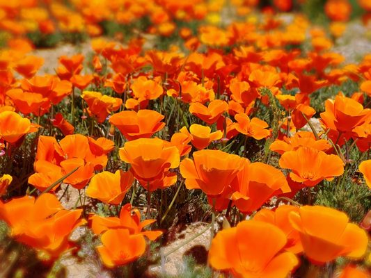 Walker Canyon by null