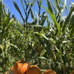 Boccali's Pizza & Pasta - Pumpkin patch