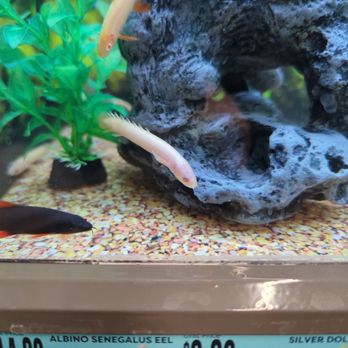 Pet Supplies Plus Ames - Fish - Pet Groomers Near Me - Ames, Iowa