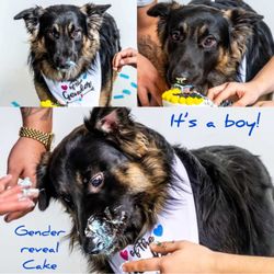 Woof N’ Bake - Gender Reveal Dog Cake Treat
