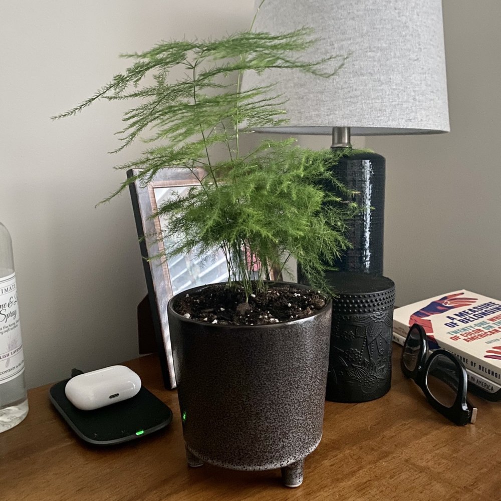 PlantHouse - Plumosa Fern @ home - Nurseries & Gardening Near Me - Charlotte, North Carolina