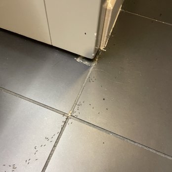 Aloft by Marriott Santa Clara - Ants everywhere - Hotels Near Me - San Jose, California