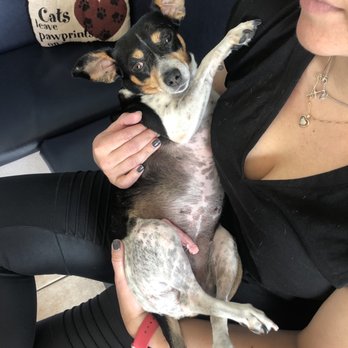 Sabal Chase Animal Clinic - Veterinarians Near Me - Miami, Florida Sabal Chase Animal Clinic - Veterinarians Near Me - Miami, Florida