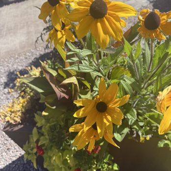Frontier Family Fun - Flowers - Barbeque Near Me - Williams, Arizona