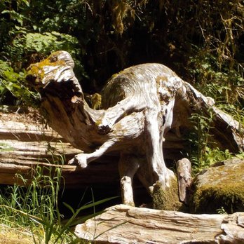 Sweet creek trail - Meet Dino! - Hiking Near Me - Mapleton, Oregon Sweet creek trail - Meet Dino! - Hiking Near Me - Mapleton, Oregon