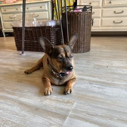 $10 Jewelry - The beloved store dog, Taco
