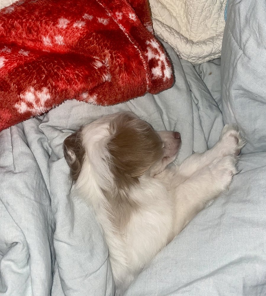 PET STOP Updated September 2024 1529 E Jackson St, Thomasville