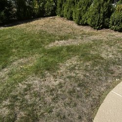 Weed Man - back lawn