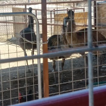Landmark Mercantile - Cousin ostriches lol - Livestock Feed & Supply Near Me - Las Cruces, New Mexico Landmark Mercantile - Cousin ostriches lol - Livestock Feed & Supply Near Me - Las Cruces, New Mexico