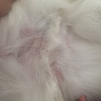 Bark Williams - trimming where they should not be. - Pet Stores Near Me - Santa Monica, California