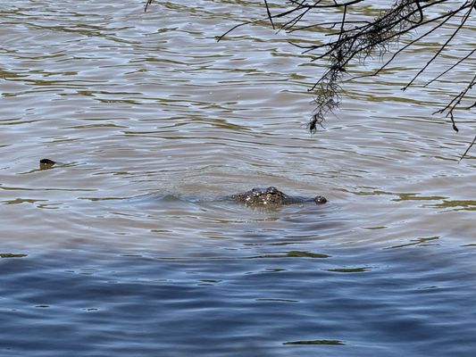 Jungle Gardens by null