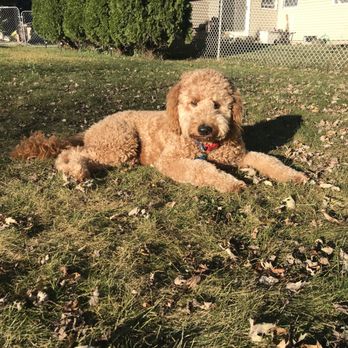 Lush Puppy Studio - Pet Groomers Near Me - New Berlin, Wisconsin