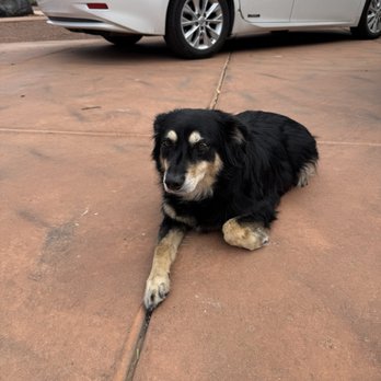 Snow Canyon eBike Rentals - The resident friendly dog - Bike Rentals Near Me - Ivins, Utah Snow Canyon eBike Rentals - The resident friendly dog - Bike Rentals Near Me - Ivins, Utah