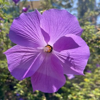 Salesforce Park - Platycodon grandiflorus also know as the balloon flower - Parks Near Me - San Francisco, California