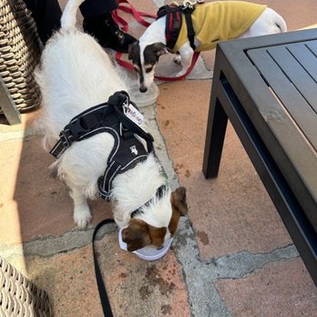 Precious Pet Care - Water break - Pet Sitting Near Me - San Diego, California