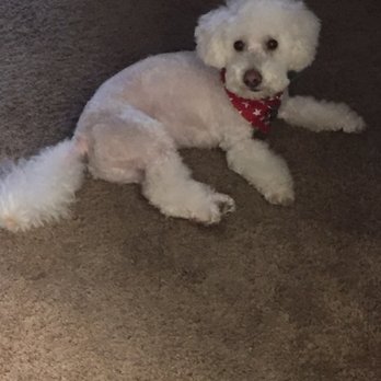 Puppy Salon - Pet Groomers Near Me - Whittier, California