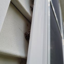 EcoShield Pest Solutions - Wasp nests