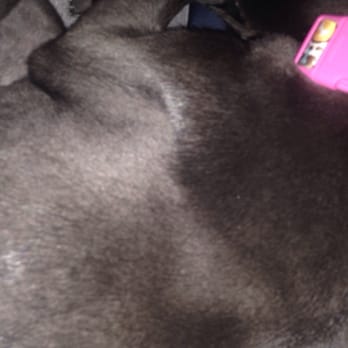 Pet Land - Uneven coat - Pet Groomers Near Me - Lawndale, California Pet Land - Uneven coat - Pet Groomers Near Me - Lawndale, California