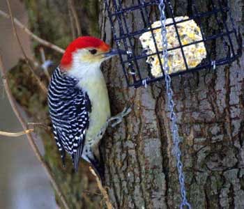 Wild Birds Unlimited