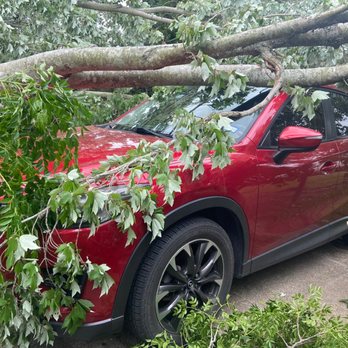 Paradise Landscaping & Construction - Trees on car - Tree Services Near Me Paradise Landscaping & Construction - Trees on car - Tree Services Near Me