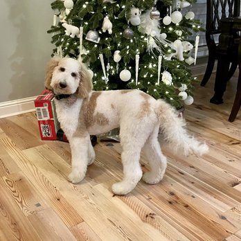 Davis Veterinary Hospital - Beau!! - Veterinarians Near Me - Hattiesburg, Mississippi Davis Veterinary Hospital - Beau!! - Veterinarians Near Me - Hattiesburg, Mississippi