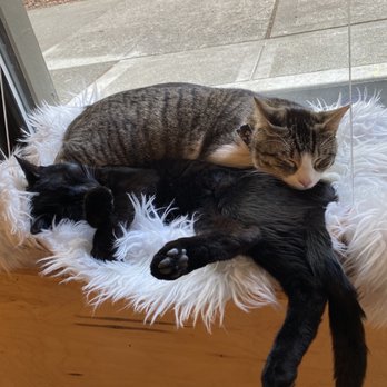 NEKO: A Cat Cafe - Themed Cafes Near Me - Seattle, Washington