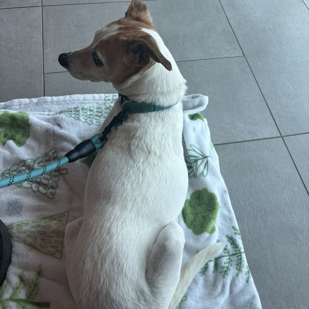 VEG ER for Pets - Our dog Libby - Emergency Pet Hospital Near Me - Cranberry Twp, Pennsylvania VEG ER for Pets - Our dog Libby - Emergency Pet Hospital Near Me - Cranberry Twp, Pennsylvania
